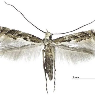 thumbnail for publication: Aster leafminer moth Leucospilapteryx venustella (Clemens) (Insecta: Lepidoptera: Gracillariidae)